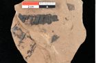 Foto (Detailansicht) von Antholithes stiriacus Kovar-Eder et Z.Kvacek sp.nov. (NHMW-GEO-2024-0188-0432)